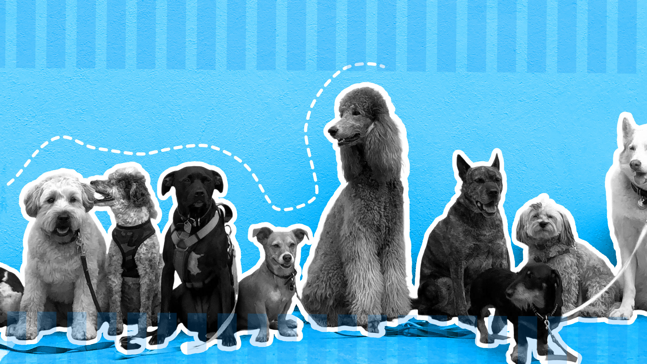 dog breeding licence